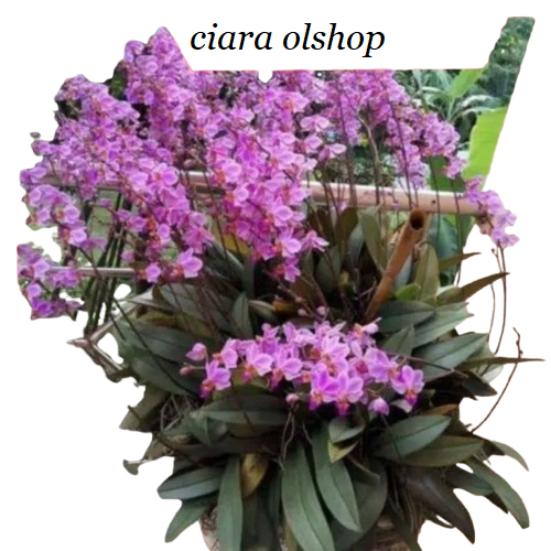 Anggrek Phalaenopsis Pulcherrima Doritis / anggrek bulan mini doritis / anggrek doritis