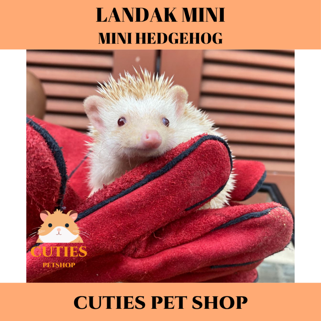 LANDAK MINI / MINI HEDGEHOG / LANDAK MINI SEHAT & IMUT / LANDAK KECIL / LANDAK REMAJA / LANDAK LUCU