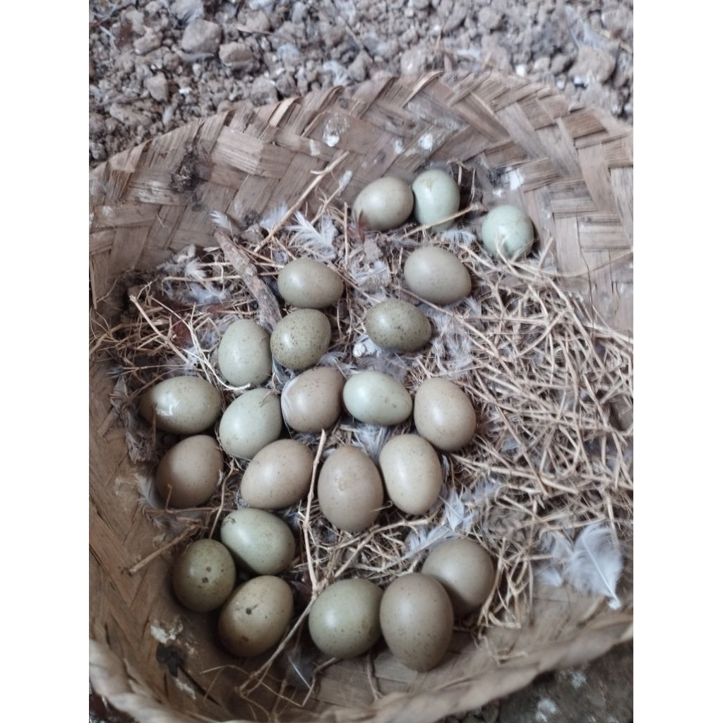 telur fertil puyuh batu