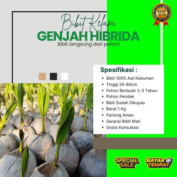 DICARI PENDERES  Bibit Kelapa Hibrida Buah Besar, Bibit Kelapa Hibrida Besar