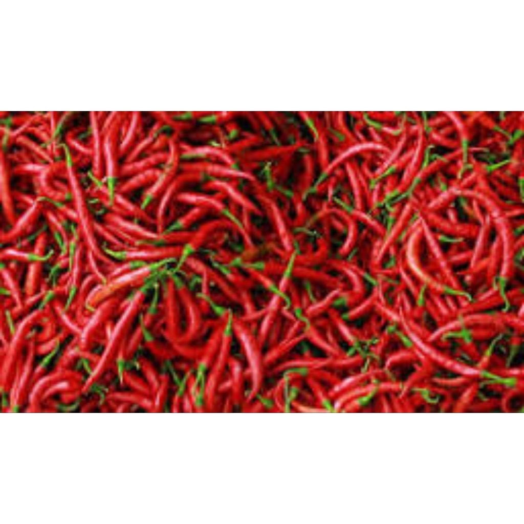 200 Butir Benih Cabe Merah Keriting Super