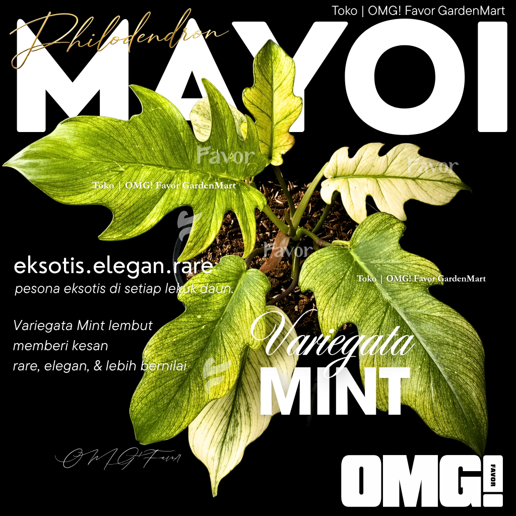 Philodendron MAYOI VARIEGATA MINT | Tanaman Hias Eksotis Kolektor | Elegan Rare | Rawatan Kota