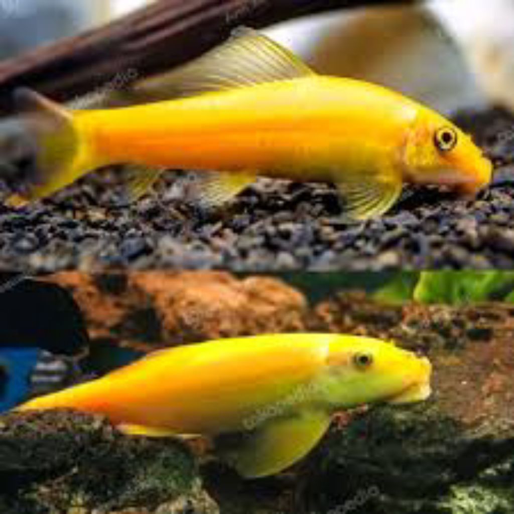 Alga Lemon , Algaeter albino ikan pembersih alga akuarium