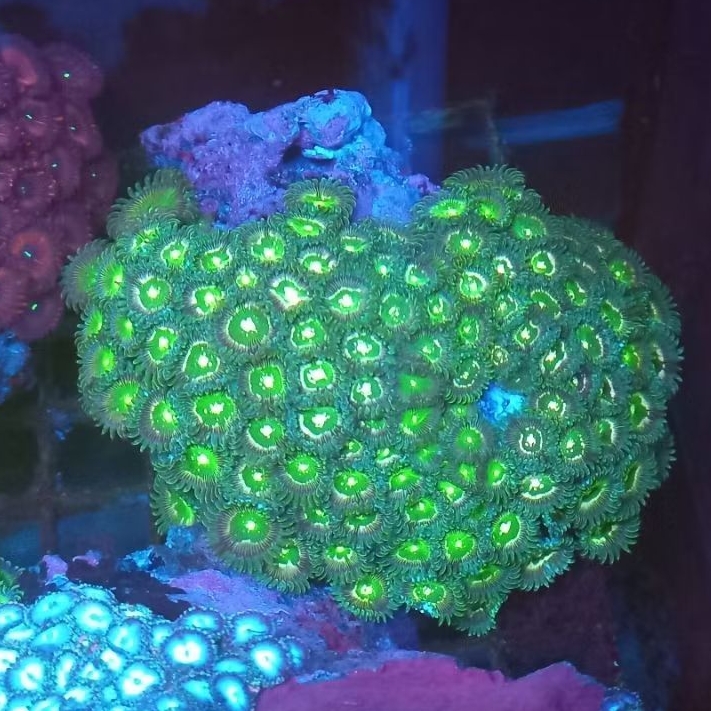 zoa koloni WYSIWYG 1