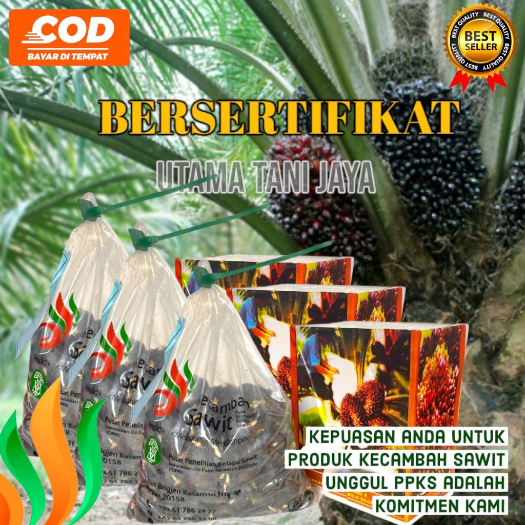 ECERAN PPKS MEDAN Bibit Benih Sawit bersertifikat resmi