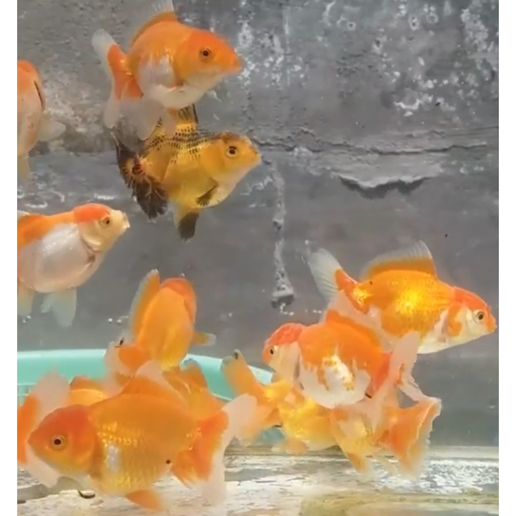Ikan Hias Koki Oranda Oranda Putih Isi 2 - Tampilan Elegan untuk Aquarium Anda