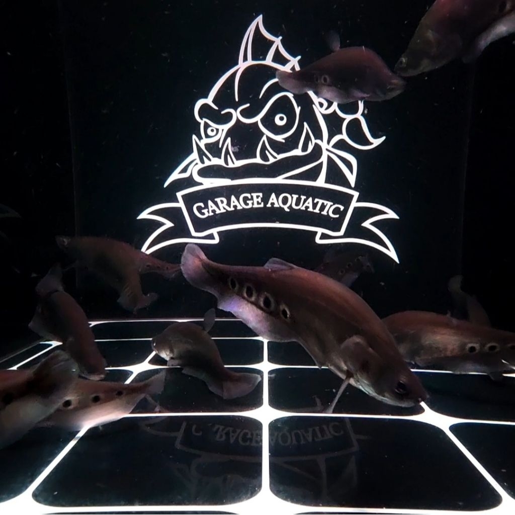 (INSTANT BELIDA BANGKOK IKAN HIAS PREDATOR AQUARIUM KOLAM