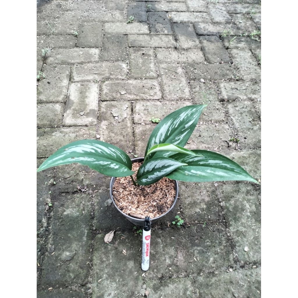 Scindapsus Oficinalis Scindapsus Silver Splash
