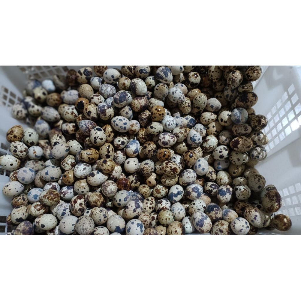 TELUR PUYUH 1KG (fresh/mentah)