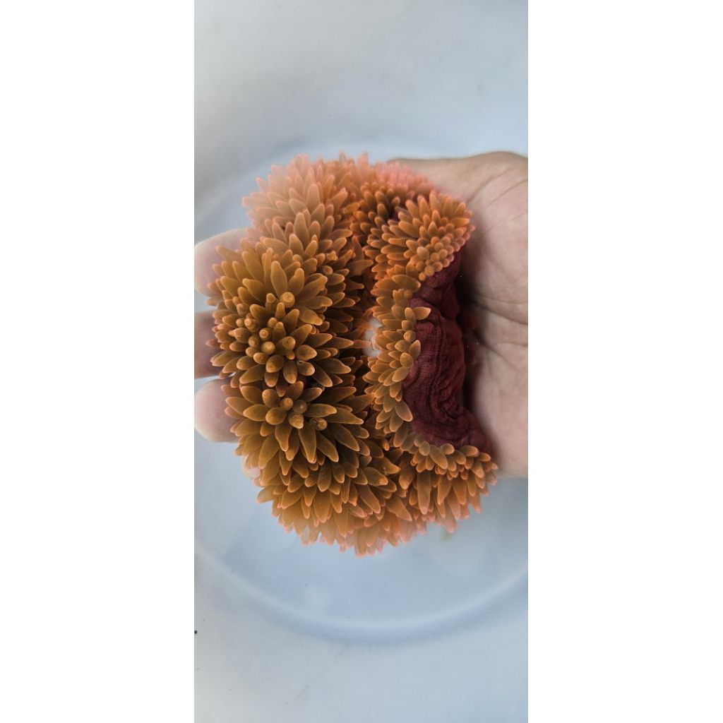 Anemon jagung merah
