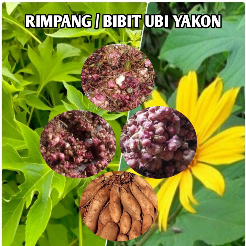 rimpang | bibit yacon asli wonosobo 1kg siap tanam