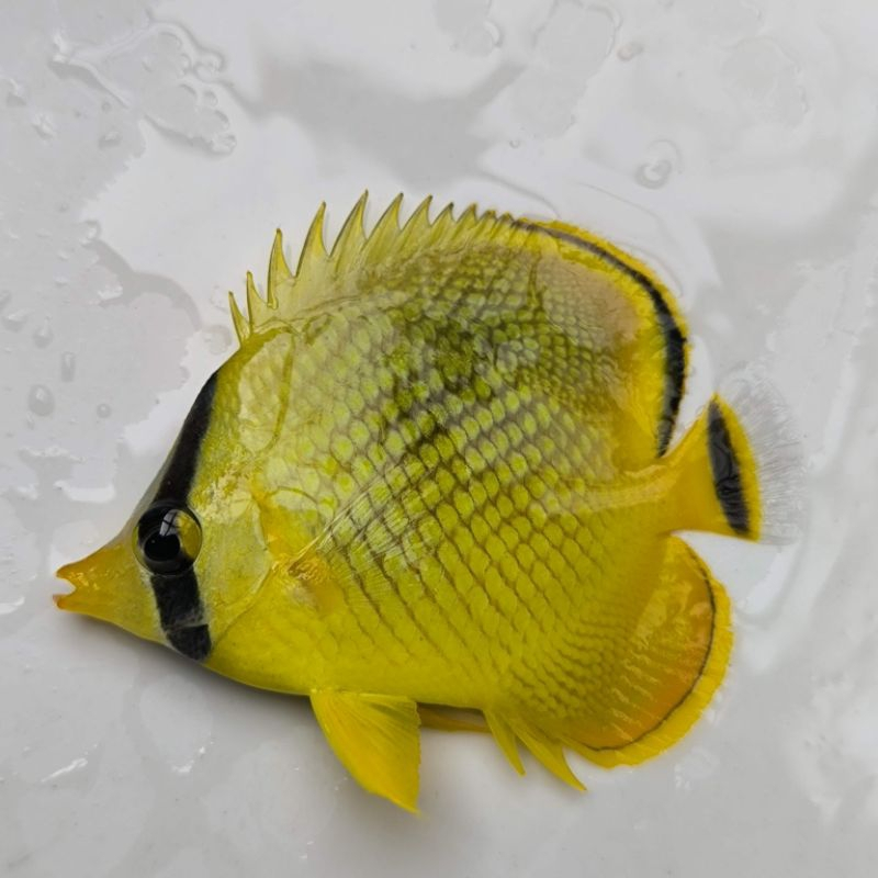 Ikan Hias Air Laut Kepe Nanas Kuning