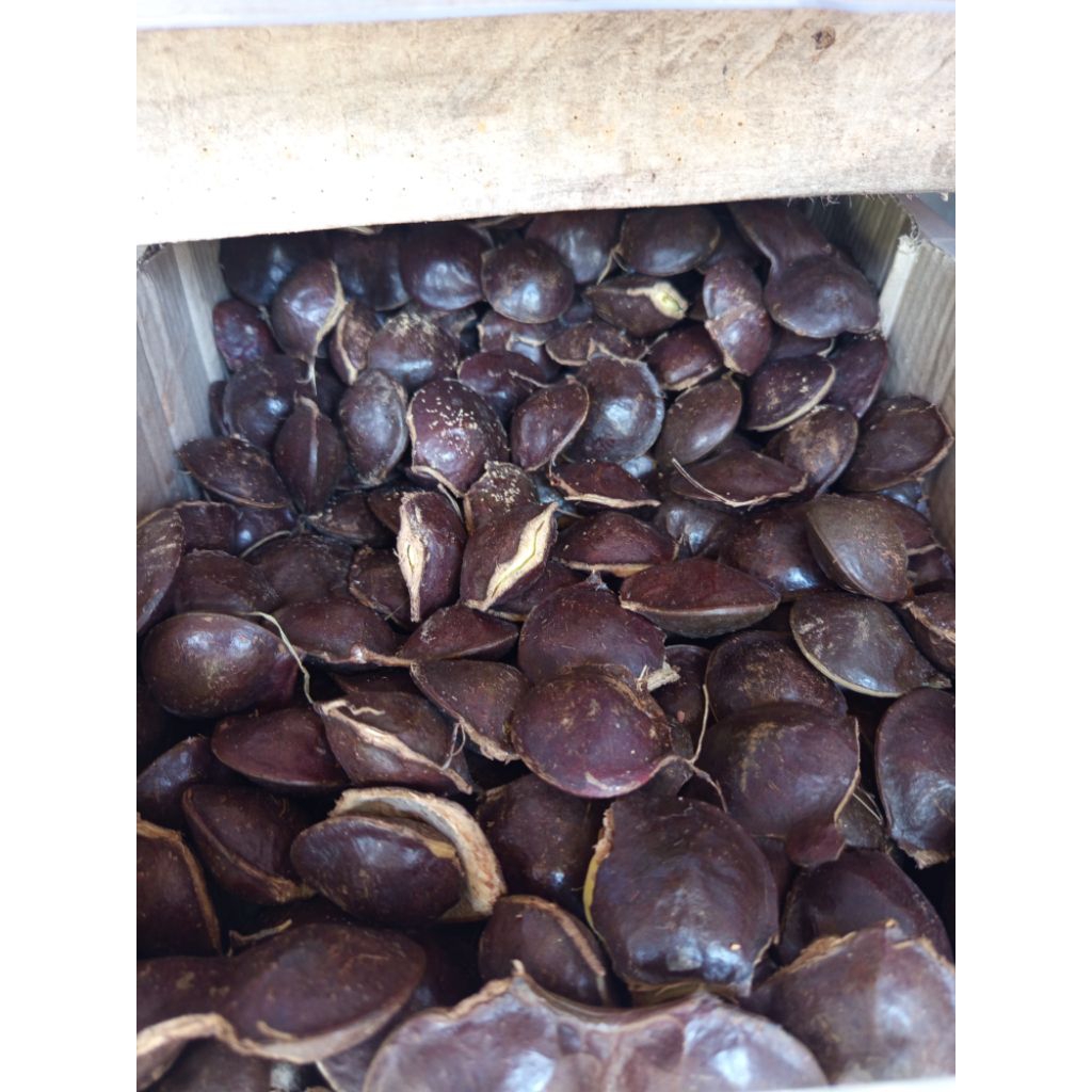 jengkol muda mentah sama cangkangnya 1kg