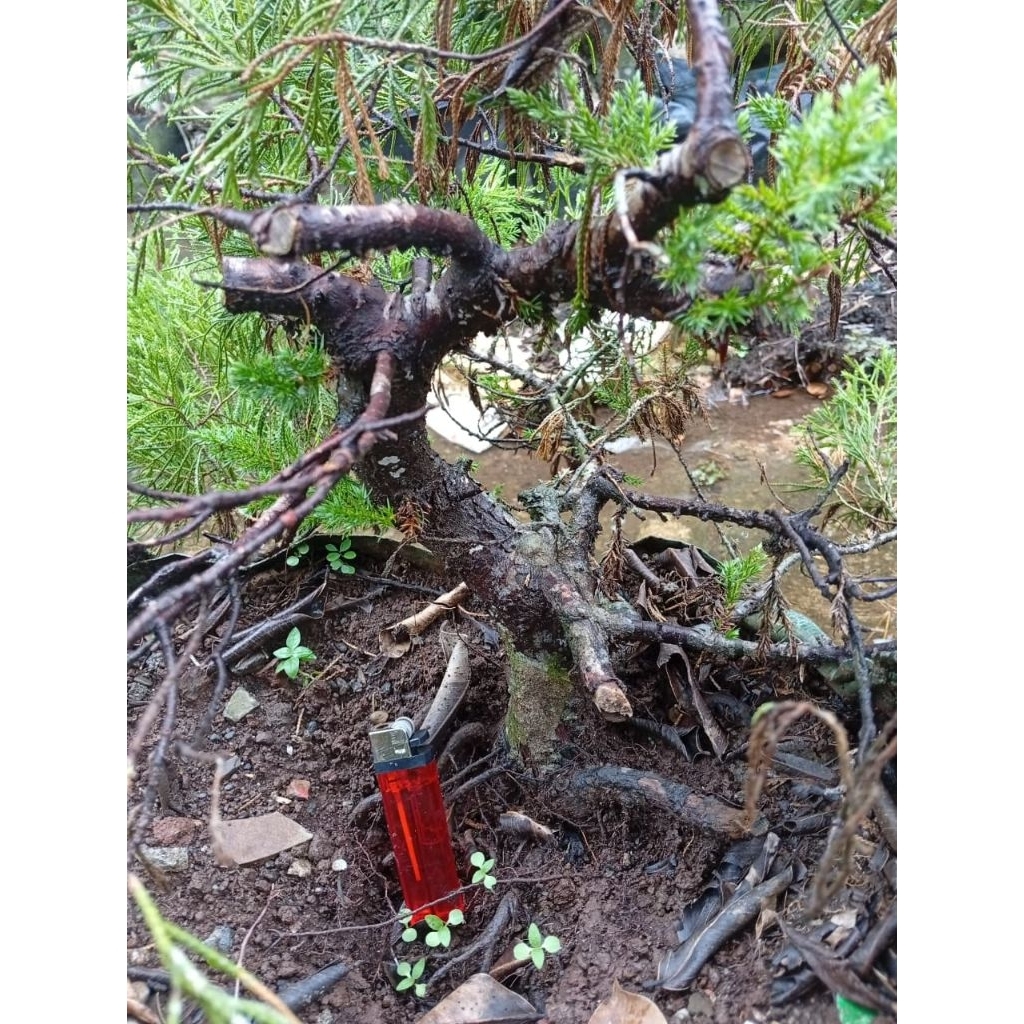Bonsai cemara sinensis uk besar berkarakter