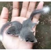 Dormice / African Pygmy Dormice Instan Only