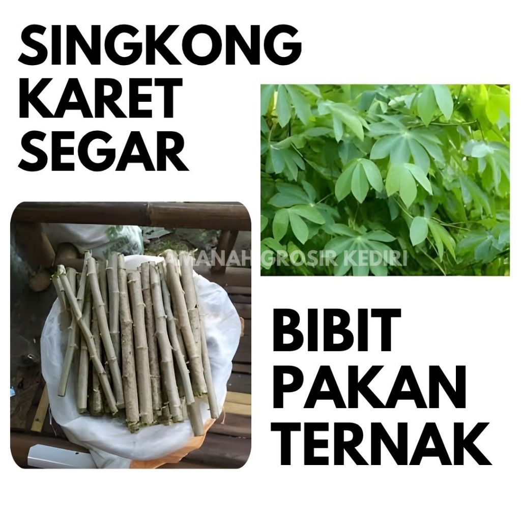 Bibit Singkong Karet segar Pakan Ternak kambing etawa siap tanam panjang 25 -30cm