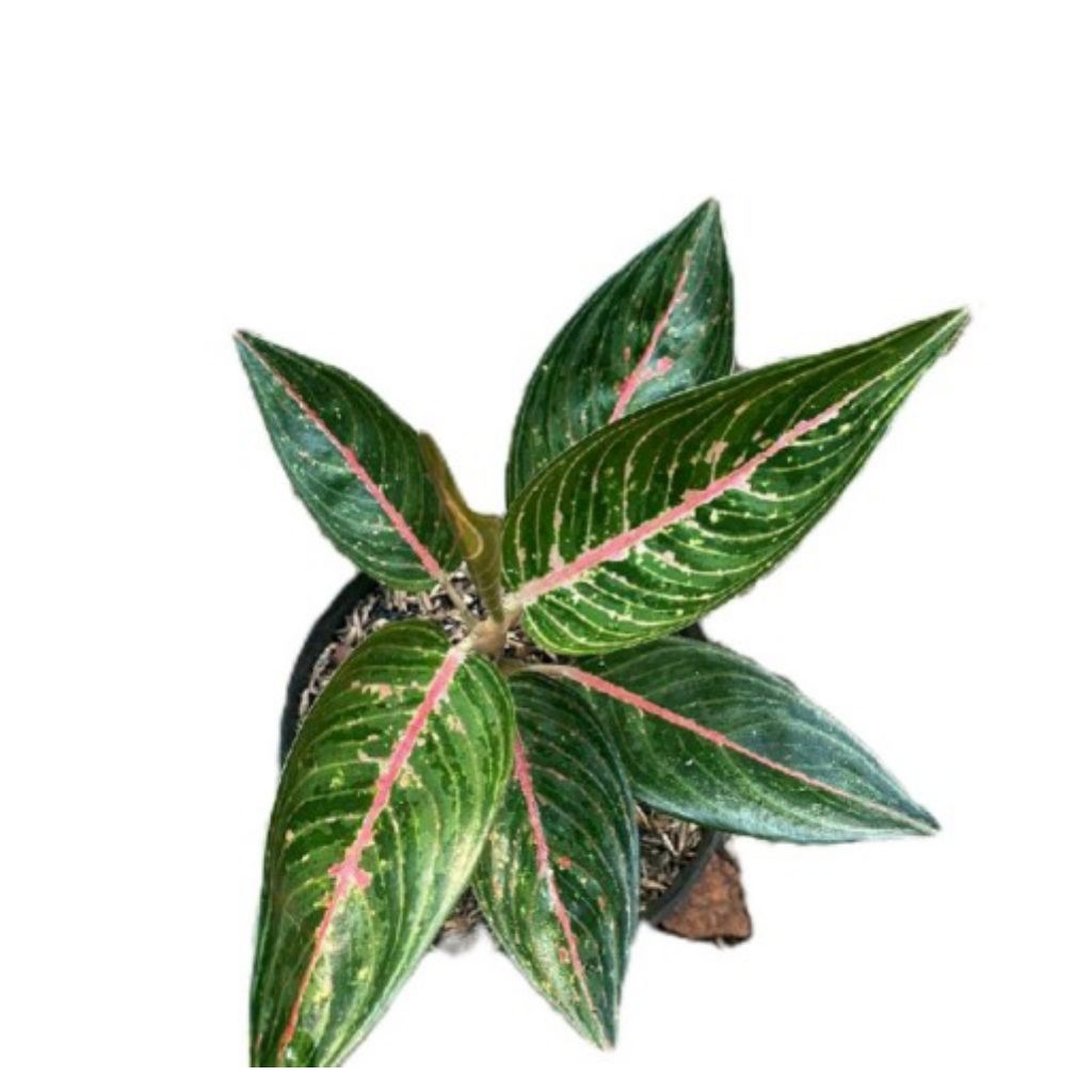Aglonema legachy hijau - Aglonema green legacy - Tanaman hias aglonema green legacy - tanaman aglone