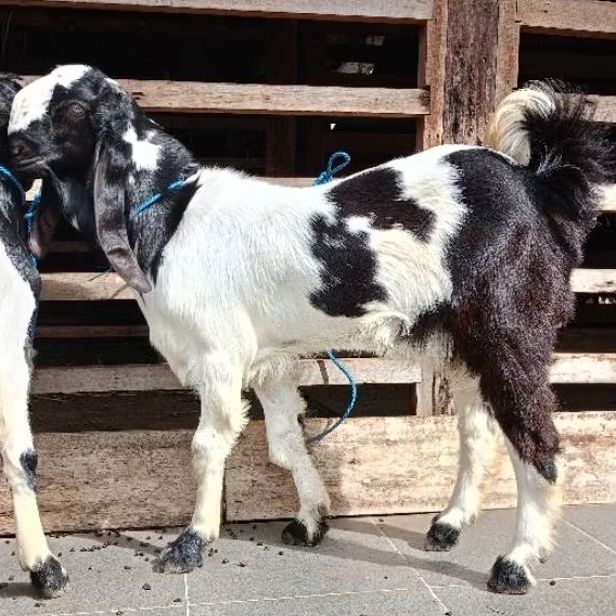 [INSTAN DOKA HIDUP] kambing aqiqah murah / kambing muda / kambing jantan / kambing qurban / domba aq