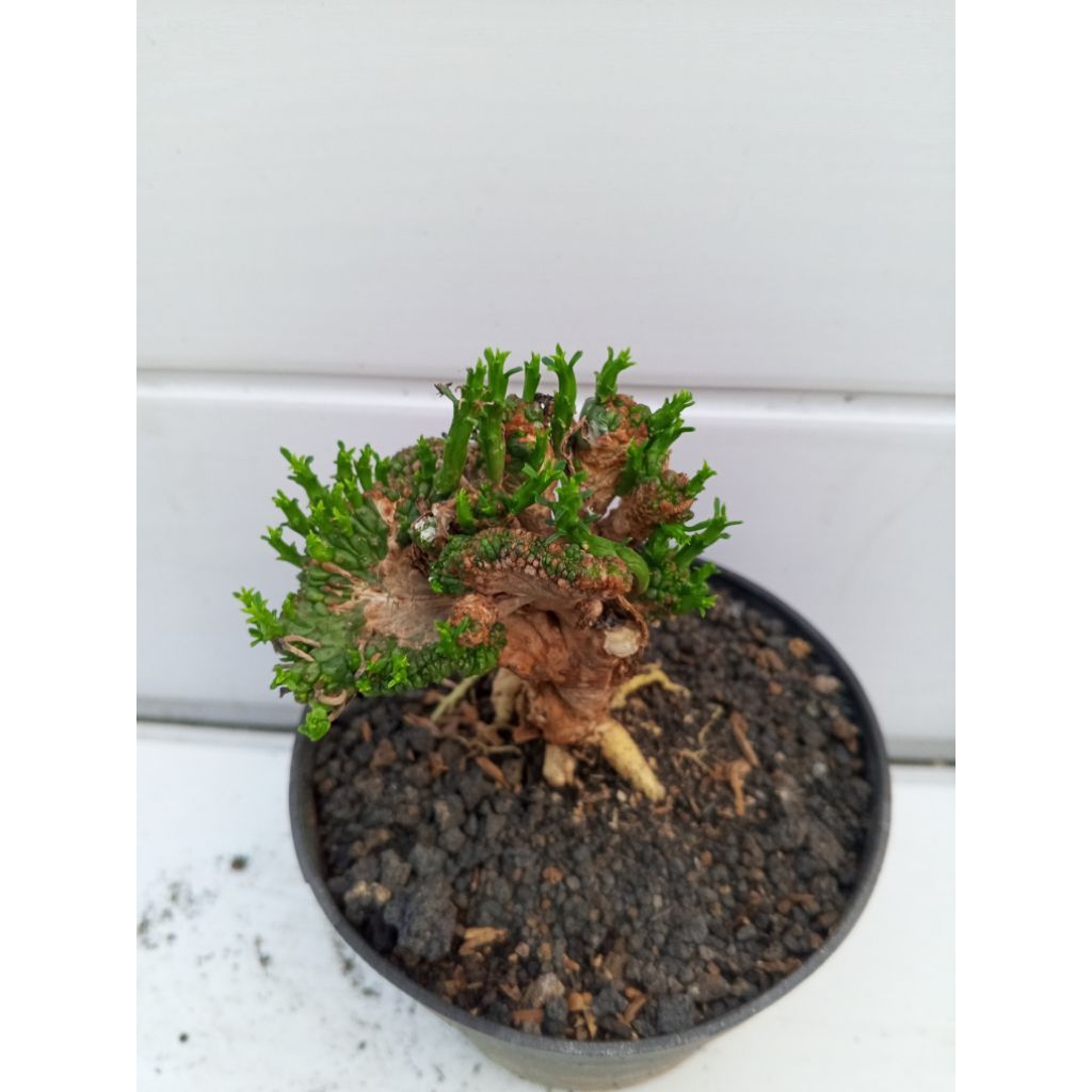 Euphorbia flanaganii cristata
