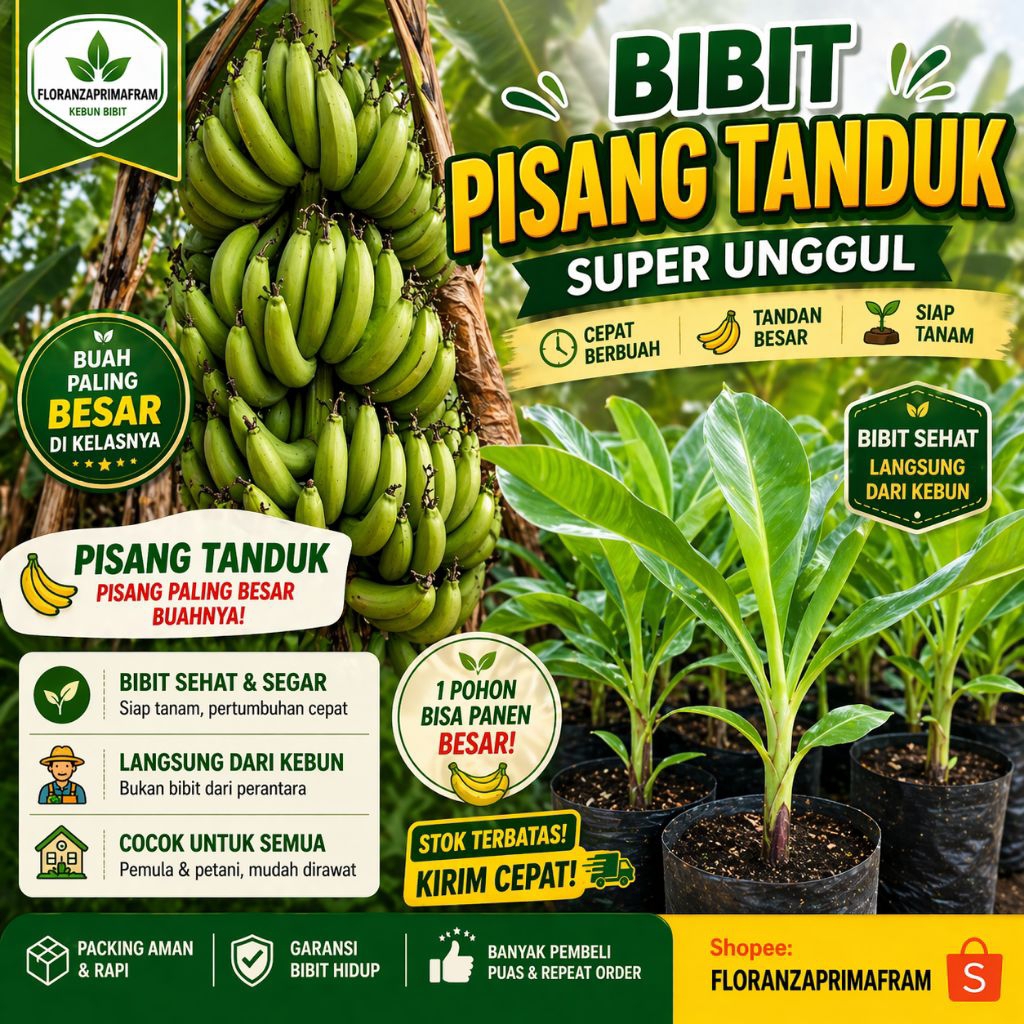 Bibit Pisang Tanduk Full Media Siap Tanam Super Jumbo Pisang Tanduk Asli Cepat Berbuah Bibit Unggul 