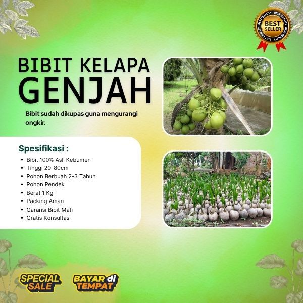 TERBAIK  Pohon Kelapa Hibrida Aceh, Pohon Kelapa Hibrida