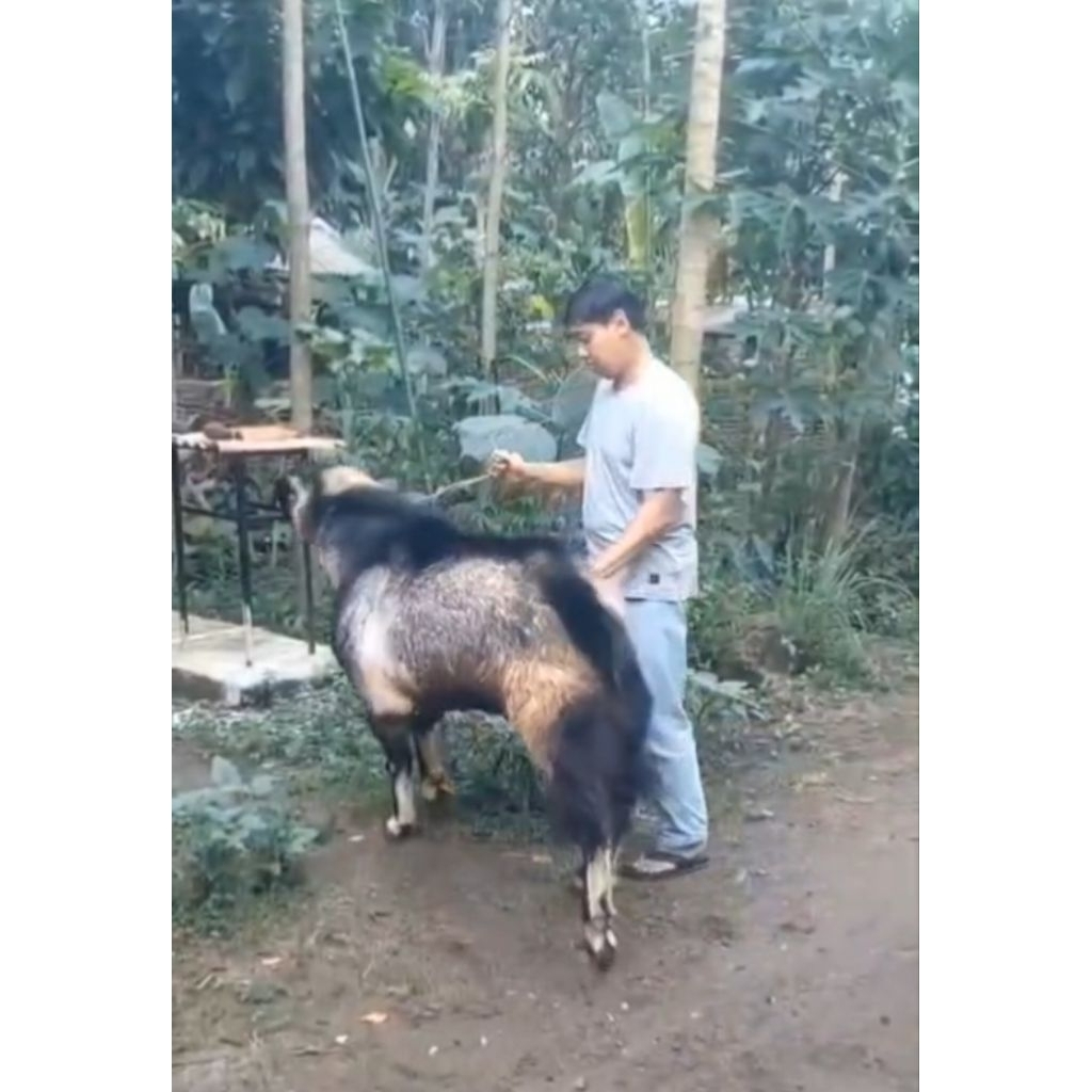 Kambing Domba Kurban sesuai Syariat