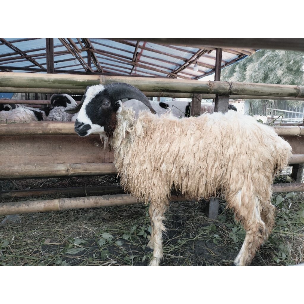 Domba Kambing Qurban Kurban