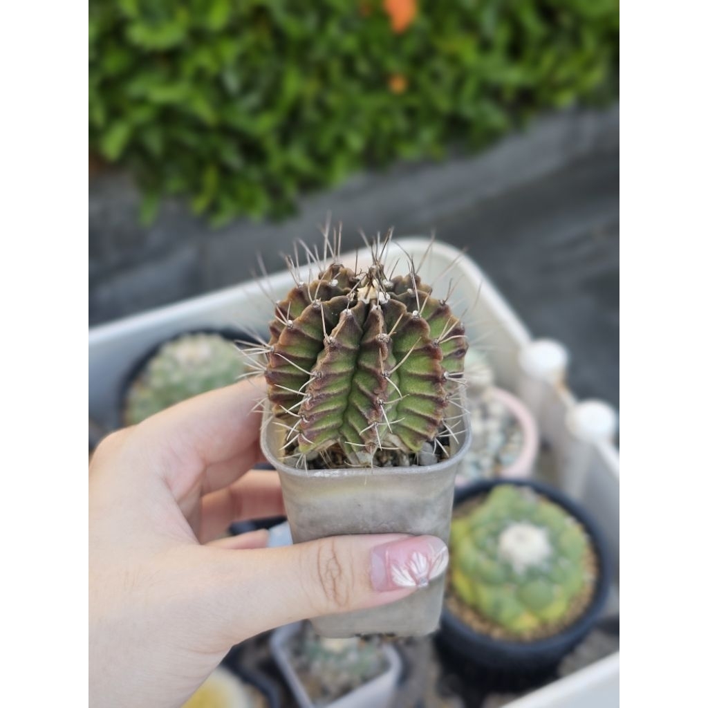 Kaktus gymno gymnocalycium miha