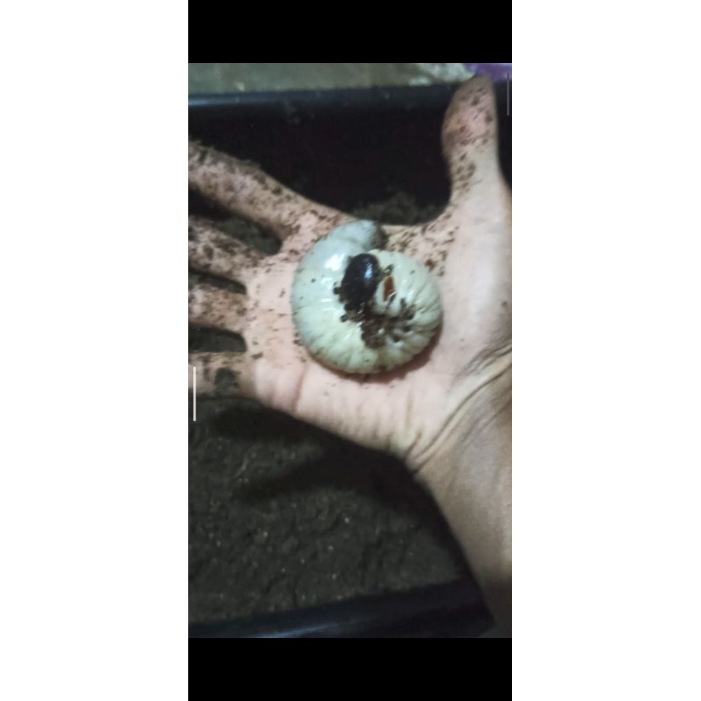 larva kumbang chalcosoma caucasus L3