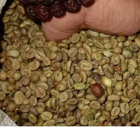 Green Bean Robusta Bengkulu – Biji Kopi Mentah Komersial untuk Usaha Kopi