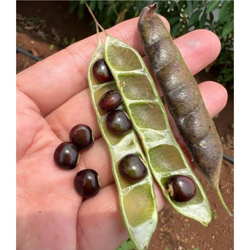 (KERING) 1KG GUDE SAYUR GUDE KACANG GUDE KACANG UNDIS KACANG BALI Gude, kacang gude, kacang kayo, at
