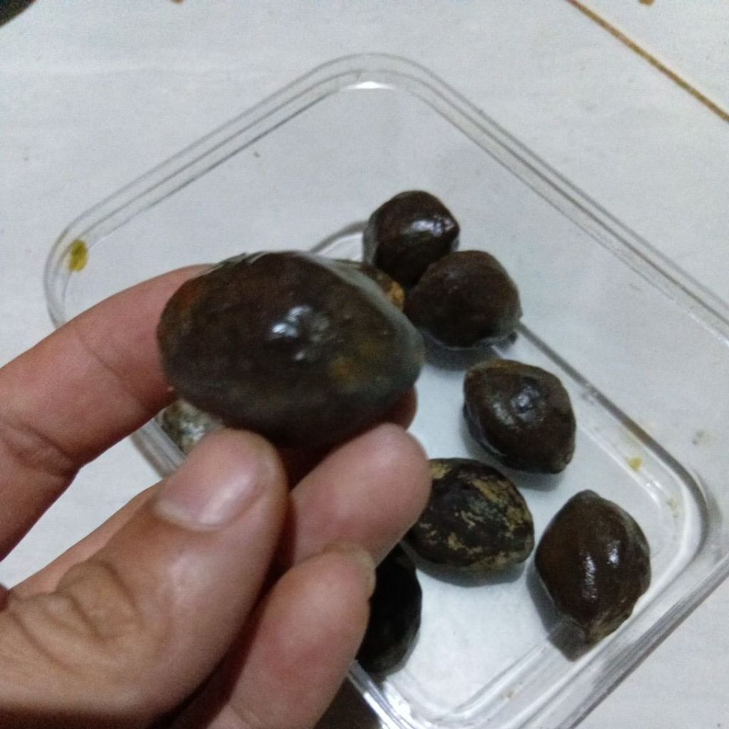muncang adu Jawa malangbong