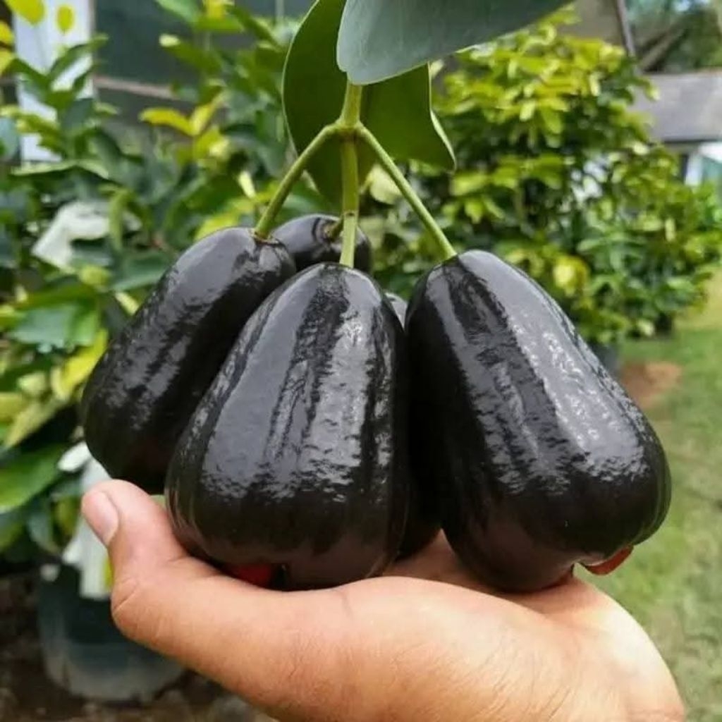 BIBIT JAMBU AIR BLACK GUAVA ( JAMBU AIR HITAM ) - BIBIT HASIL OKULASI CEPAT BERBUAH