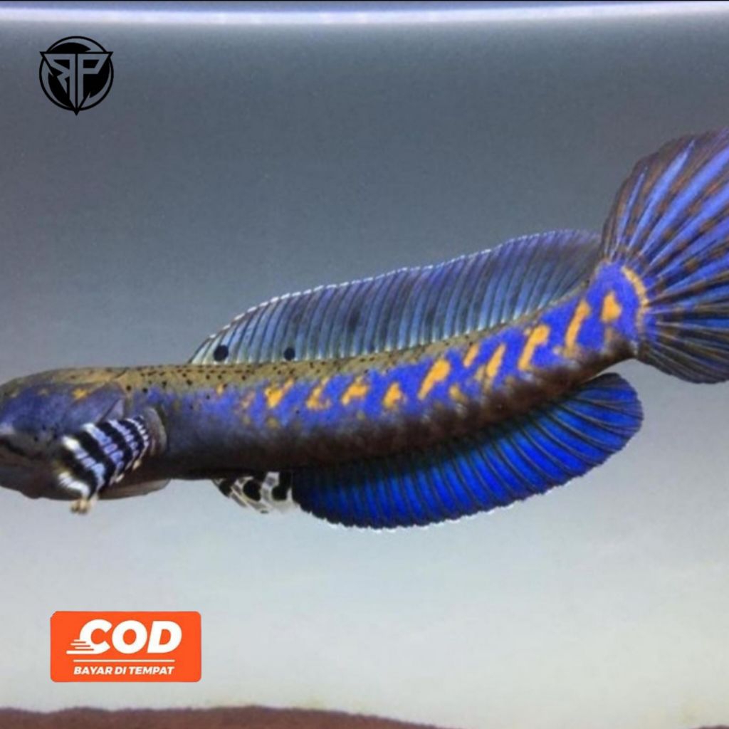 CHANNA Blue Pulchra Grade A++ Kualitas Ikan Predator Akuarium Hiasan Akuarium Dwarf Channa