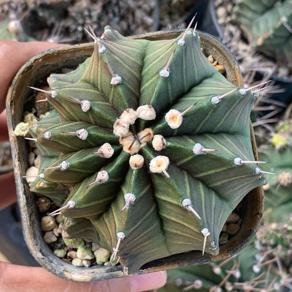 CH11 Gymnocalycium Lb hybrid single spine jumbo kaktus gymno lb2178 hybrid lb 2178 tanaman hias hidu