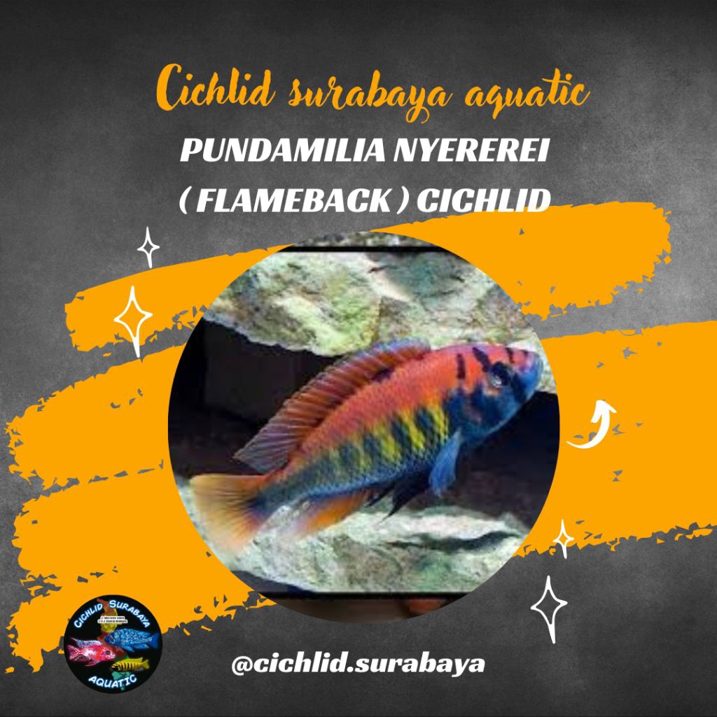 Pundamilia Nyererei Cichlid
