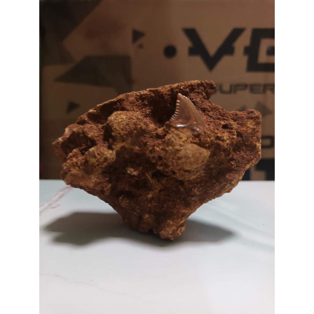 FOSIL GIGI HIU SNAGGLETOOTH [ HEMIPRISTIS SERRA ] IN MATRIX SANDSTONE "RARE"