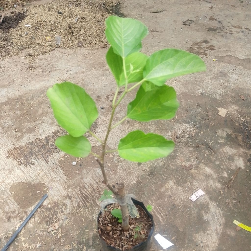 tanaman white long murbei hasil grafting tinggi 25-30cm