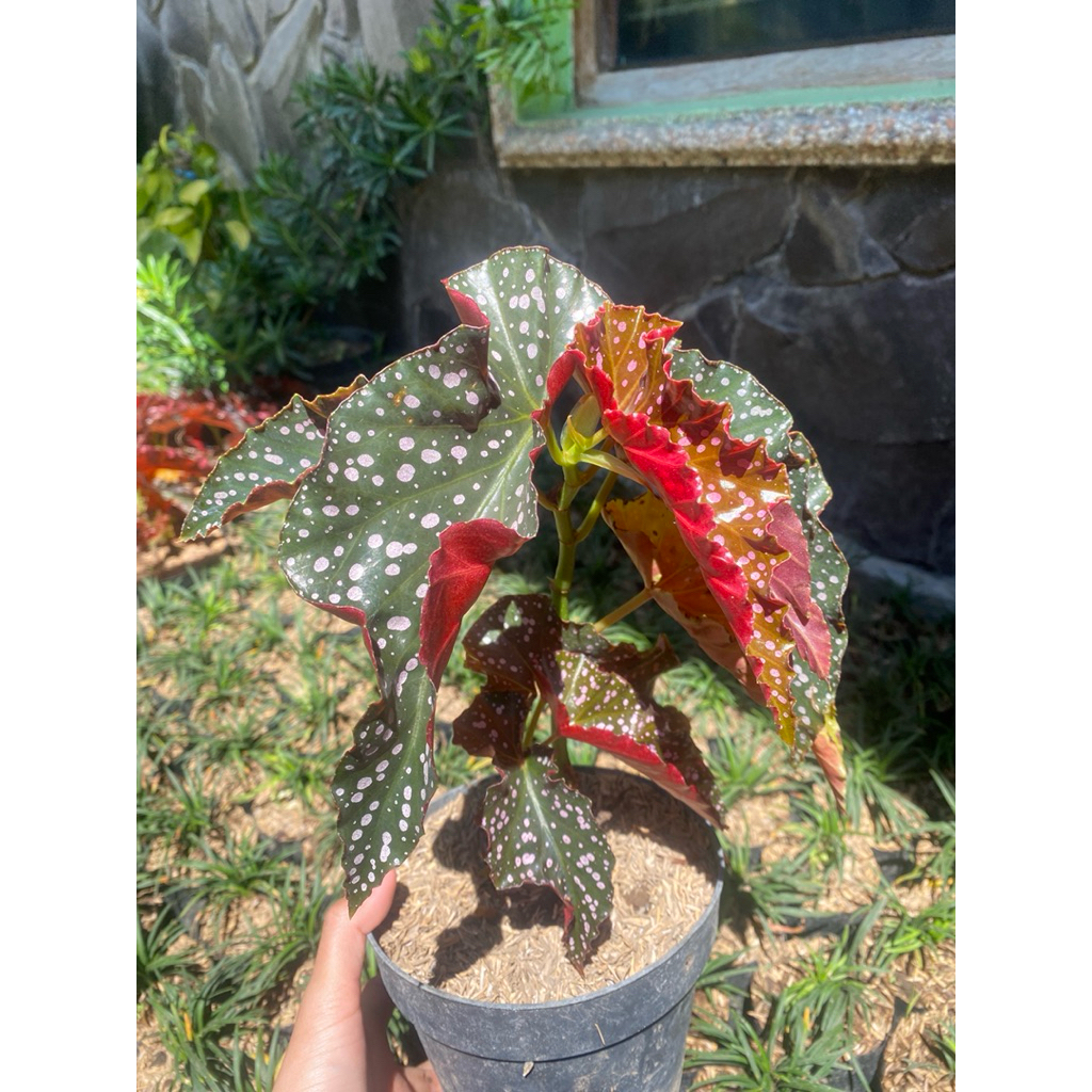 Begonia maculata polkadot balik daun merah tepi daun bergelombang