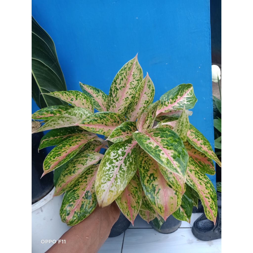 aglonema bigroy rimbunan stok terbatas harga lelang