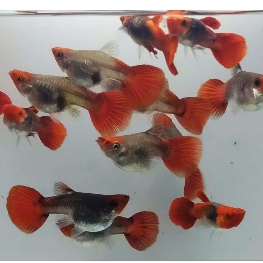 guppy tuxedo koi sb gb indukan hiasan aquarium(grade A+)