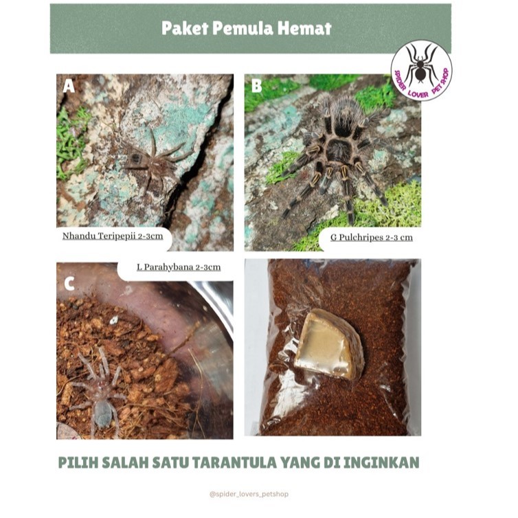 PAKET PEMULA HEMAT - TARANTULA