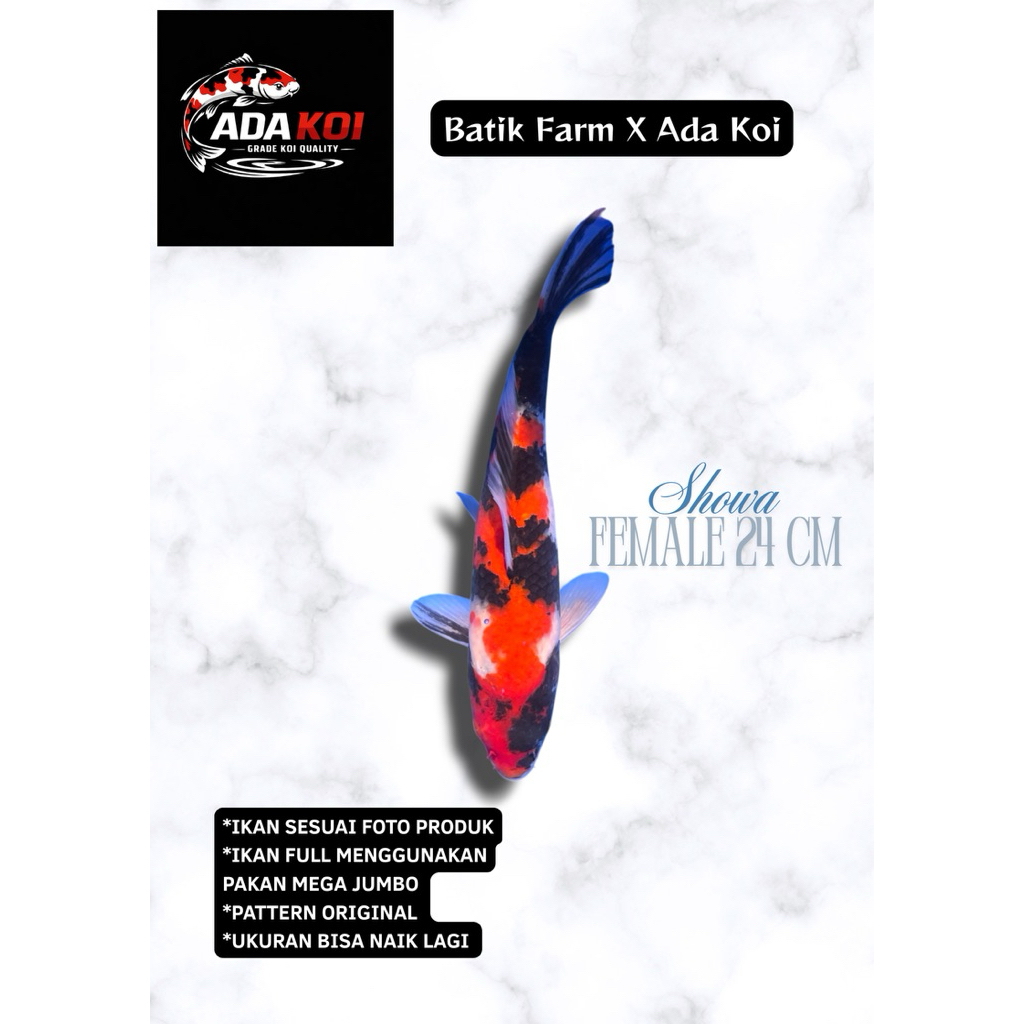 Showa HQ - Ikan Koi Blitar HQ - Koi Blitar - Ikan Koi