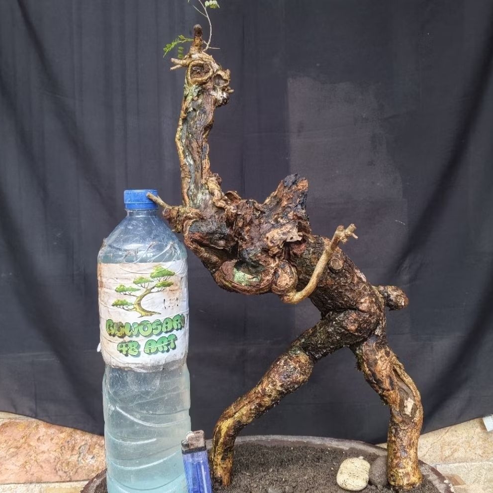 Bahan Bonsai Aseman atau Rakau atau Mancali Meliuk Karakter Tua Bangka Medium Size Real Pict
