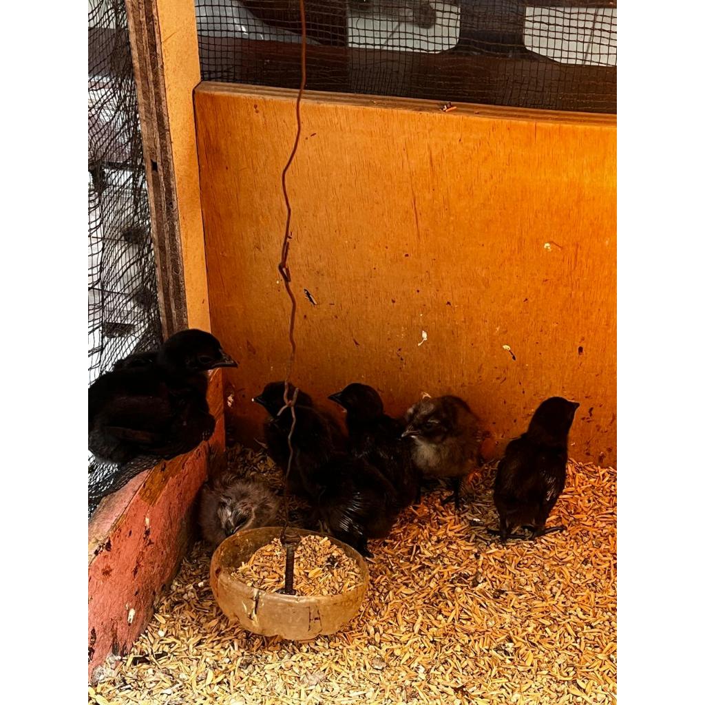 MOMMERESELLER - Ayam hias anakan / Ayam anakan / Ayam kate / Ayam kapas murah