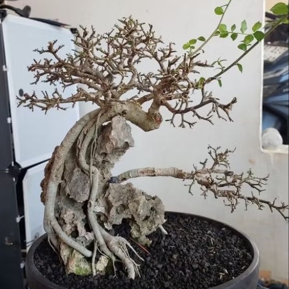 Bonsai SERUT On The Rock - Tanaman Hidup