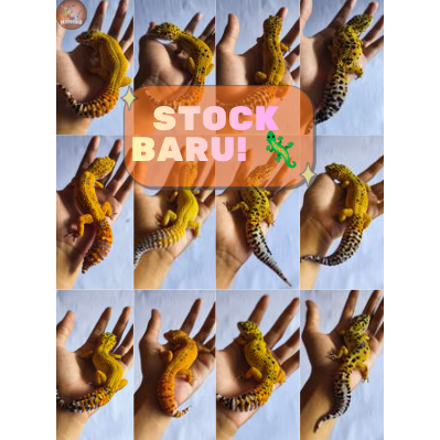 Leopard Gecko MaGecko  | Sehat & Aktif | Banyak Morph | Siap Rawat/Breeding | Free Sticker & Kalsium