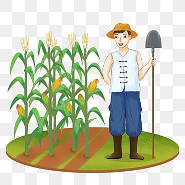 Benih Jagung NK 7328 - Benih jagung NK SUMO 1KG