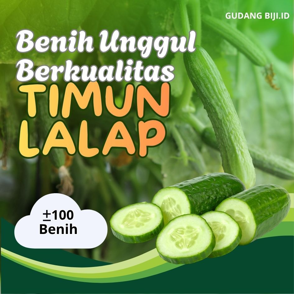 benih timun lalap unggul