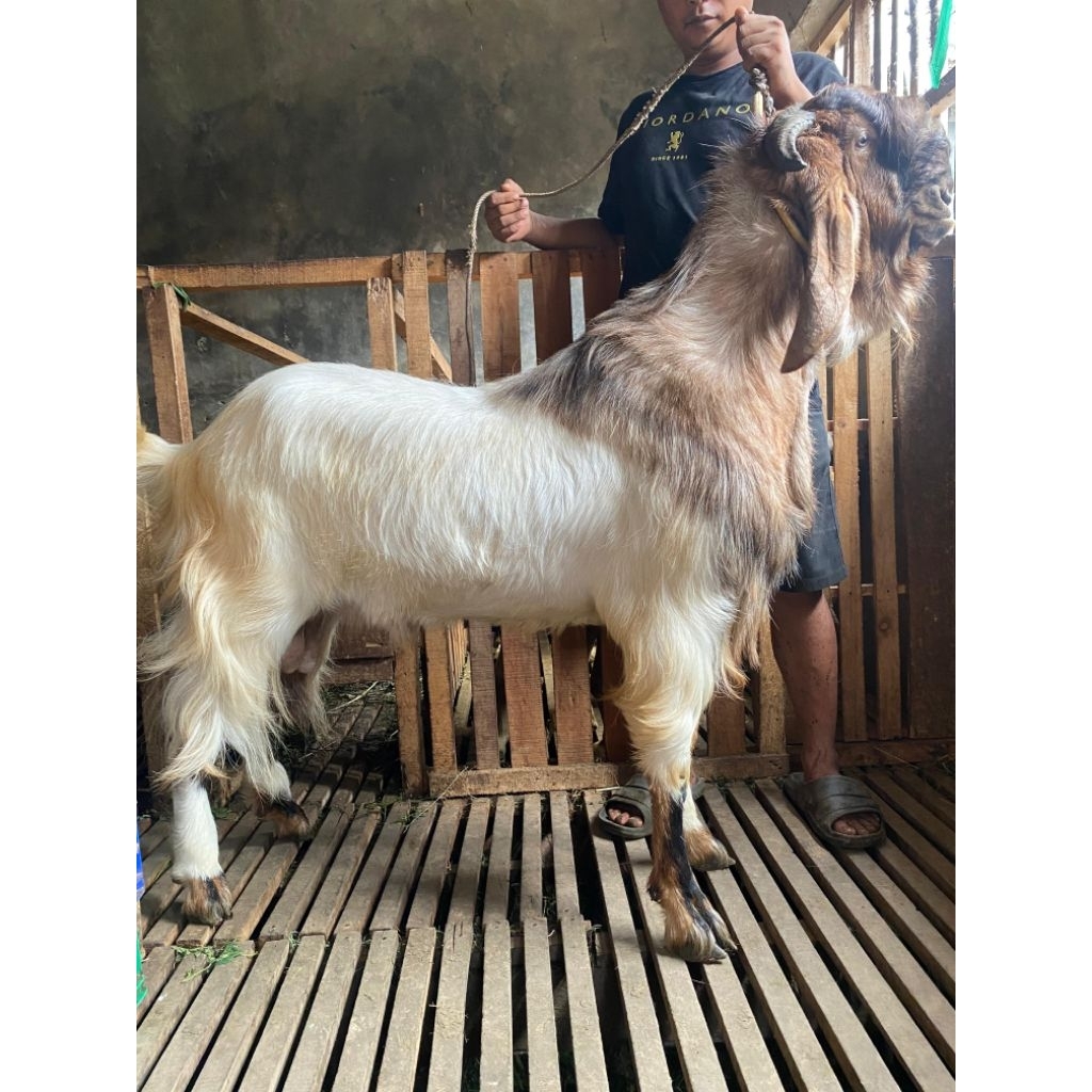 Kambing Domba Kurban Qurban